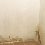 126_Finken,-Neustadt