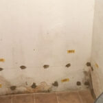 127_Finken,-Neustadt