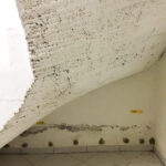 171_Hoffmann,-Niederfell